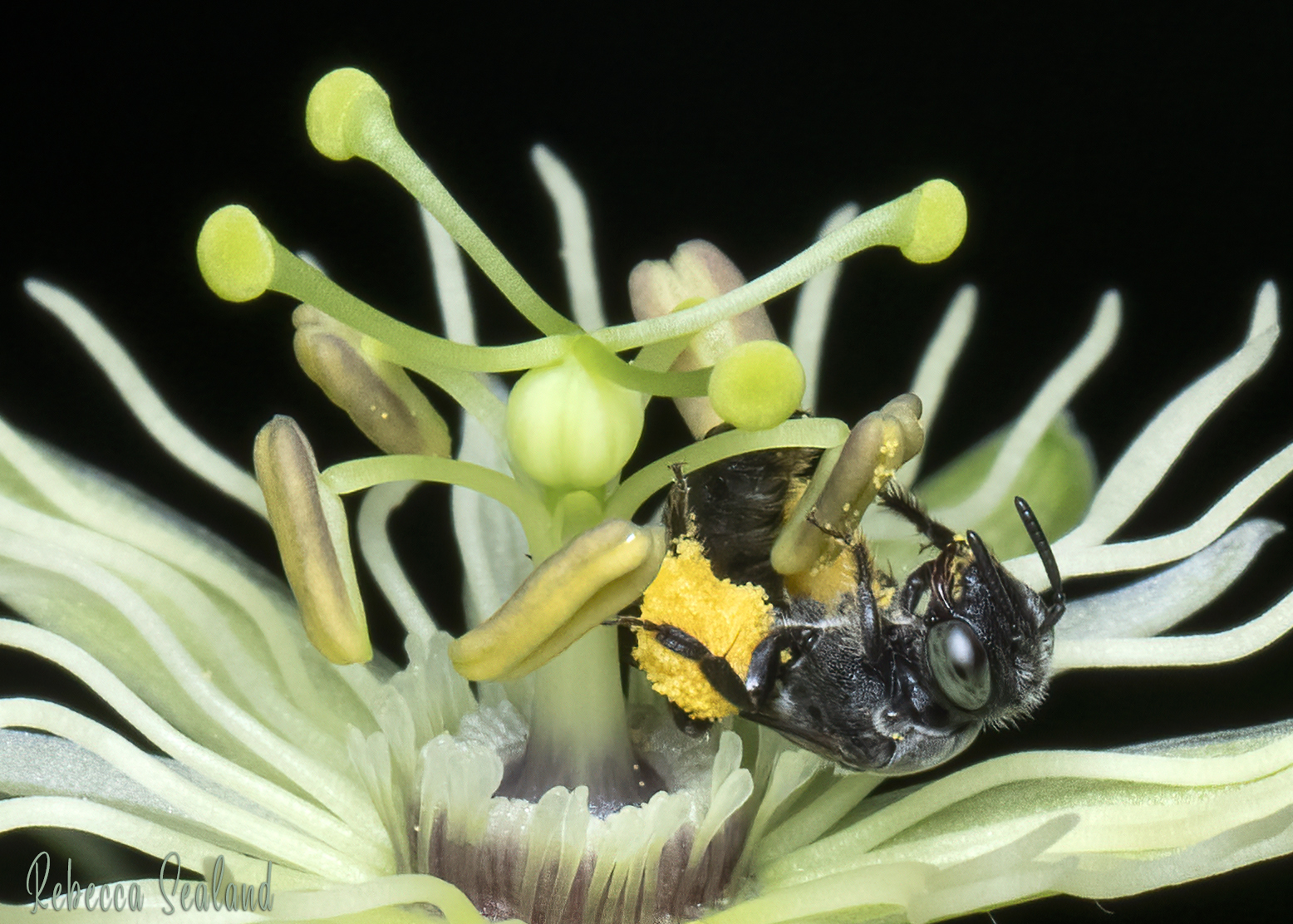 The Passionflower Bee Project